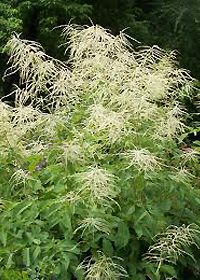 Aruncus x hybridum